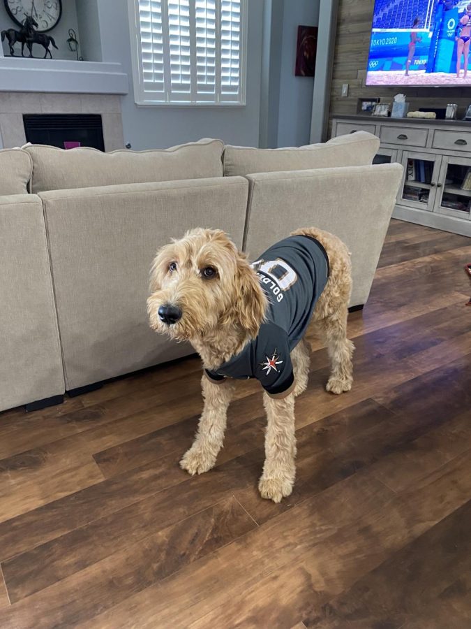 Meet Dood, Vista's Very Own Therapy Dog