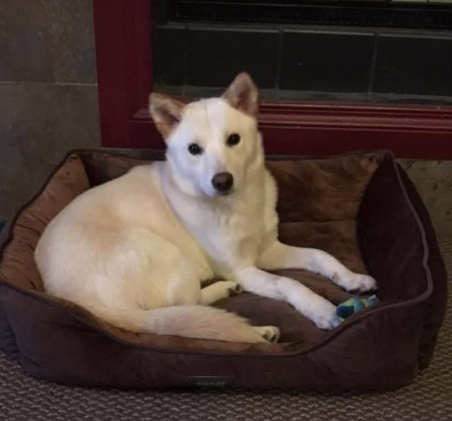 Ms. Ficks Sasha joined her pack as a rescue from South Korea in October of 2019.